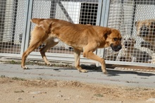 FULVIO, Hund, Shar Pei-Chow Chow-DSH-Mix in Italien - Bild 16