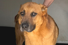 FULVIO, Hund, Shar Pei-Chow Chow-DSH-Mix in Italien - Bild 18