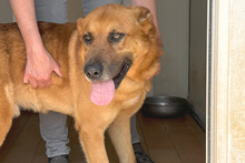 FULVIO, Hund, Shar Pei-Chow Chow-DSH-Mix in Italien - Bild 19