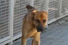 FULVIO, Hund, Shar Pei-Chow Chow-DSH-Mix in Italien - Bild 2