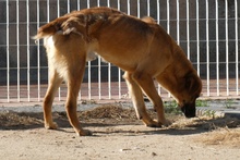 FULVIO, Hund, Shar Pei-Chow Chow-DSH-Mix in Italien - Bild 3