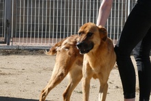 FULVIO, Hund, Shar Pei-Chow Chow-DSH-Mix in Italien - Bild 6