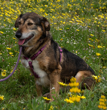 EMILY, Hund, Mischlingshund in Portugal - Bild 1