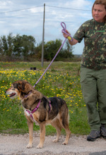 EMILY, Hund, Mischlingshund in Portugal - Bild 3