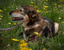 EMILY, Hund, Mischlingshund in Portugal - Bild 6