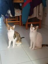 ELLIE, Katze, Europäisch Kurzhaar in Spanien - Bild 1