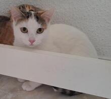 ELLIE, Katze, Europäisch Kurzhaar in Spanien - Bild 3