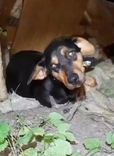 DAISY, Hund, Mischlingshund in Russische Föderation - Bild 1