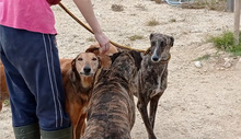 BEAUTY, Hund, Galgo Español in Belgien - Bild 10