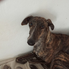 BEAUTY, Hund, Galgo Español in Belgien - Bild 11