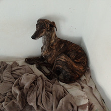 BEAUTY, Hund, Galgo Español in Belgien - Bild 12