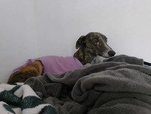 BEAUTY, Hund, Galgo Español in Belgien - Bild 3