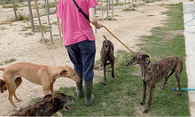 BEAUTY, Hund, Galgo Español in Belgien - Bild 5