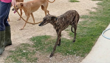 BEAUTY, Hund, Galgo Español in Belgien - Bild 6