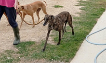 BEAUTY, Hund, Galgo Español in Belgien - Bild 7