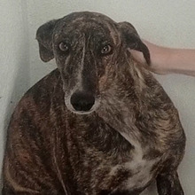 BEAUTY, Hund, Galgo Español in Markdorf