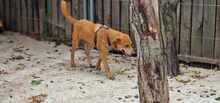 BISCUIT, Hund, Mischlingshund in Rumänien - Bild 5