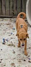 BISCUIT, Hund, Mischlingshund in Rumänien - Bild 6