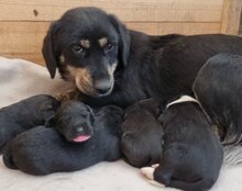 AIMI, Hund, Mischlingshund in Kroatien - Bild 20