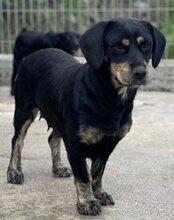 AIMI, Hund, Mischlingshund in Kroatien - Bild 3