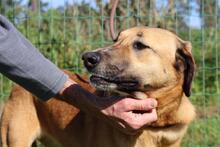 MUFFIN, Hund, Mischlingshund in Portugal - Bild 1