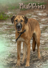 MUFFIN, Hund, Mischlingshund in Portugal - Bild 4