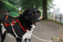 LINO, Hund, Mischlingshund in Hamburg - Bild 1