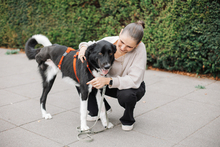 LINO, Hund, Mischlingshund in Hamburg - Bild 2