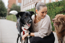 LINO, Hund, Mischlingshund in Hamburg - Bild 4