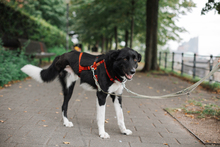 LINO, Hund, Mischlingshund in Hamburg - Bild 6