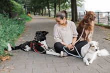 LINO, Hund, Mischlingshund in Hamburg - Bild 8