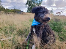 ALFIE, Hund, Pudel-Mudi-Mix in Möckern - Bild 4