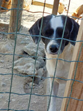 NELINA, Hund, Mischlingshund in Portugal - Bild 5