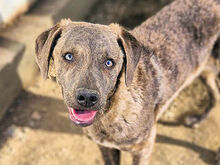 BRIGITTA, Hund, Mischlingshund in Italien - Bild 1