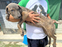 BRIGITTA, Hund, Mischlingshund in Italien - Bild 13