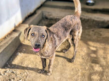 BRIGITTA, Hund, Mischlingshund in Italien - Bild 3