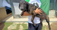 BRIGIDA, Hund, Mischlingshund in Italien - Bild 2