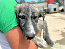 LORENTO, Hund, Mischlingshund in Italien - Bild 1