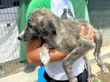 LORENTO, Hund, Mischlingshund in Italien - Bild 5