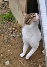 SWEETY, Katze, Europäisch Kurzhaar in Zypern - Bild 1