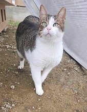 SWEETY, Katze, Europäisch Kurzhaar in Zypern - Bild 2
