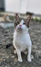 SWEETY, Katze, Europäisch Kurzhaar in Zypern - Bild 3