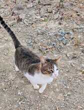 SWEETY, Katze, Europäisch Kurzhaar in Zypern - Bild 4