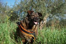 DEA, Hund, Mischlingshund in Italien - Bild 2