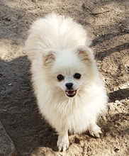 FIDELITAS, Hund, Pomeranian in Remscheid