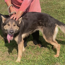 ALFA, Hund, Deutscher Schäferhund-Mix in Kroatien - Bild 3