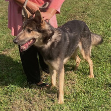 ALFA, Hund, Deutscher Schäferhund-Mix in Kroatien - Bild 4