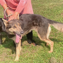 ALFA, Hund, Deutscher Schäferhund-Mix in Kroatien - Bild 5