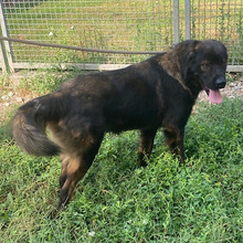 MEDOS, Hund, Herdenschutzhund-Mix in Kroatien - Bild 3