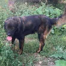 MEDOS, Hund, Herdenschutzhund-Mix in Kroatien - Bild 4